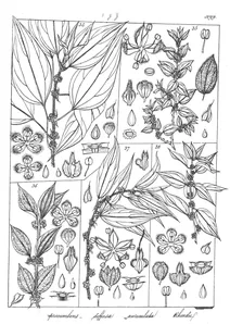 Pouzolzia rostrata, pouzolzia procumbens, pouzolzia diffusa, pouzolzia auriculata і pouzolzia rheedii