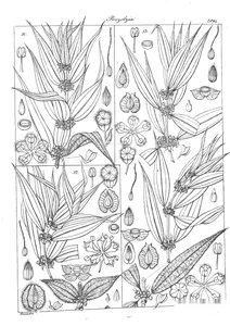 Pouzolzia tomentosa, pouzolzia quadrialata, pouzolzia heterocarpa і pouzolzia heterocarpa var.