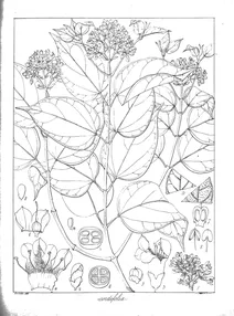 Premna cordifolia