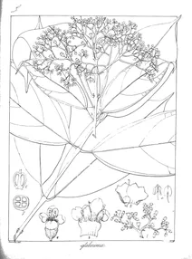 Premna glaberrima