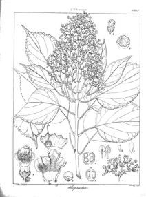 Premna thyrsoidea