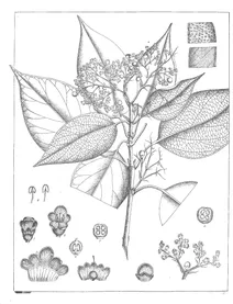 Premna tomentosa