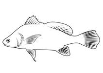 Прісноводний драм (aplodinotus grunniens)