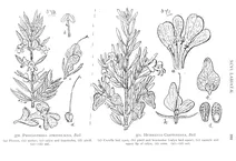 Prostanthera atroviolacea і hemigenia clotteniana