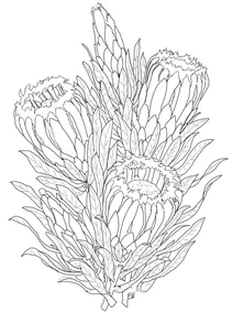 Протея олеандровидна (protea neriifolia)