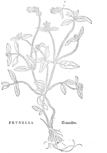 Прунелла