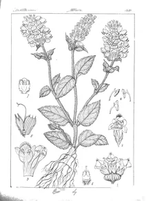 Prunella vulgaris