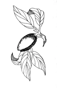 Prunus amygdalus