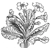 Примула звичайна