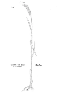 Пшениця (tritici, перший рід)
