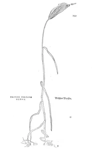 Пшениця (tritici, третій рід)