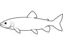 Пструг озерний (salvelinus namaycush)