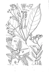 Psychotria dallachiana, psychotria simmondsiana і psychotria simmondsiana var. exigua