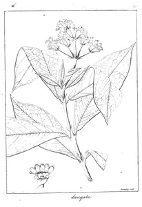 Psychotria laevigata wight і arn