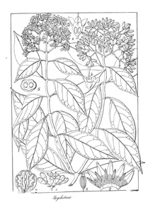Psychotria sarmentosa