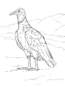 Птах урубу (лат. coragyps atratus)