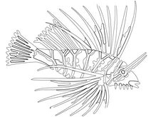 Pterois radiata