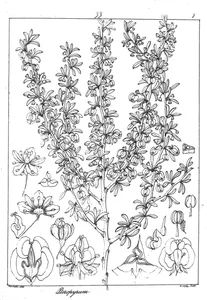 Pteropyrum olivieri