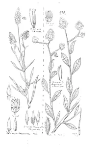 Ptilotus spicatus і trichinium aervoides