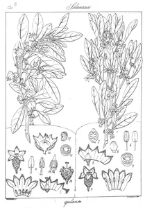 Puneeria coagulans