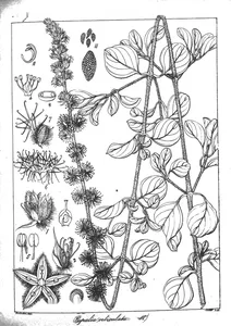 Pupalia orbiculata
