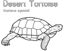 Пустельна черепаха (gopherus agassizii)