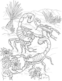 Пустельні волохаті скорпіони (hadrurus arizonensis)