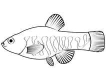 Пустельний пупфіш (cyprinodon macularius)