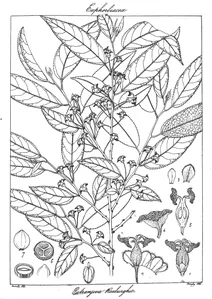 Putranjiva roxburghii