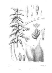 Puya aequatorialis і puya vestita
