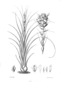 Puya eryngioides
