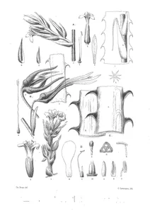 Puya quetameensis, puya echinotricha, puya gigas, puya thomasiana