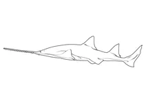 Пилкорил європейський (pristis pristis)
