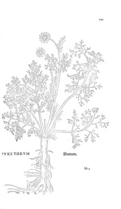 Pyrethrum