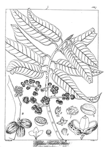 Pyrrhosia horsfieldii