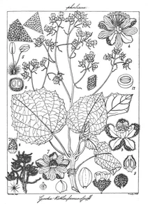 Qivotia rottleriformis