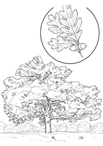Quercus alba