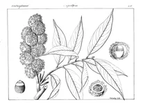 Quercus armata