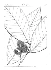 Quercus castanicarpa