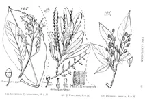 Quintinia quatrefagesii, quintinia fawkneri і polyosma reducta
