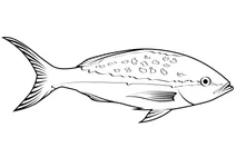 Рабірубія (ocyurus chrysurus)
