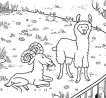 Ram and llama at the zoo