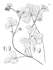 Ranunculus chilensis