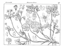 Ranunculus wallichianus