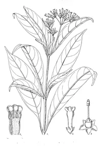 Rauwolfia liberiensis