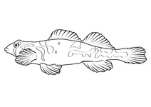 Равликова дертер (percina tanasi)