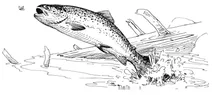 Райдужник морський