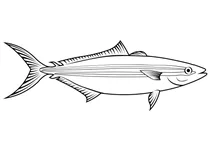 Райдужний раннер (elagatis bipinnulata)