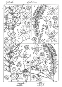 Reidia fimbriata, reidia latifolia, reidia ovalifolia і reidia polyphylla
