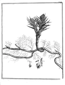 Реміра маритіма, 1775